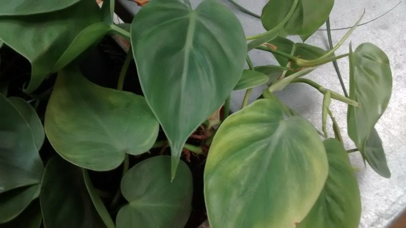 img_20161105_103547831