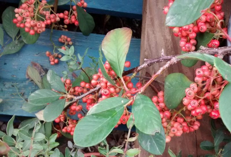 img_20161106_092544485