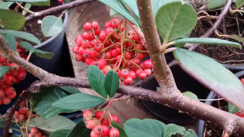 img_20161106_092548718