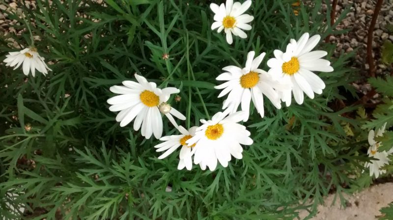 img_20161112_165728428