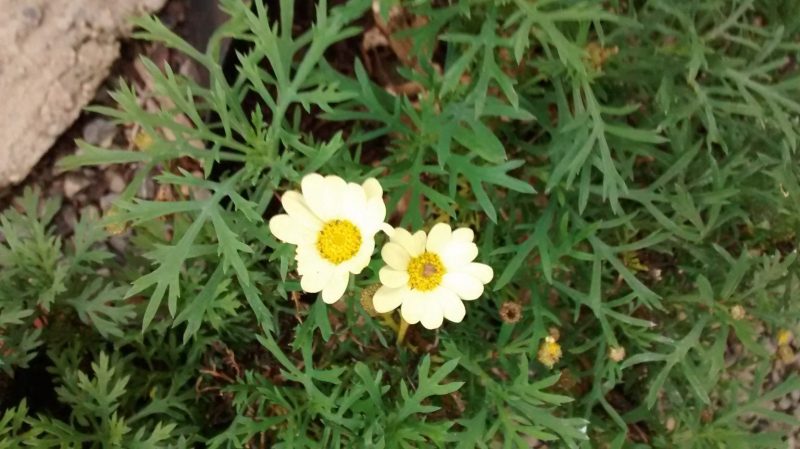 img_20161112_165746508
