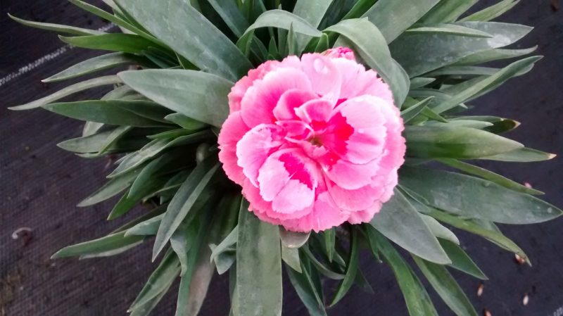 img_20161112_171313182
