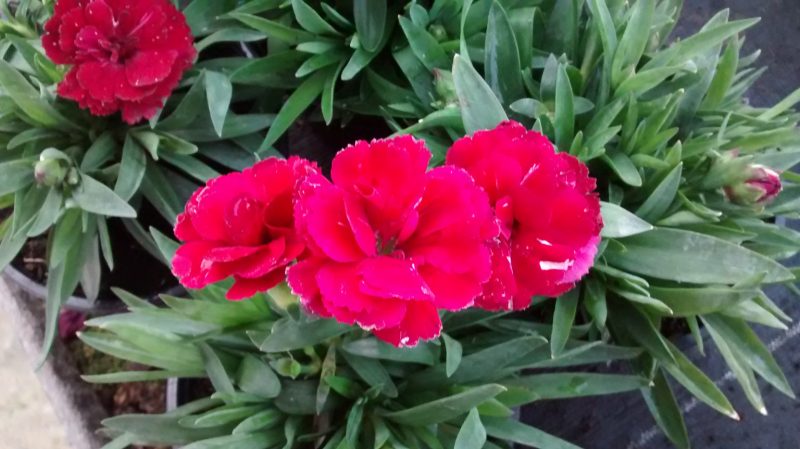 img_20161112_171528594