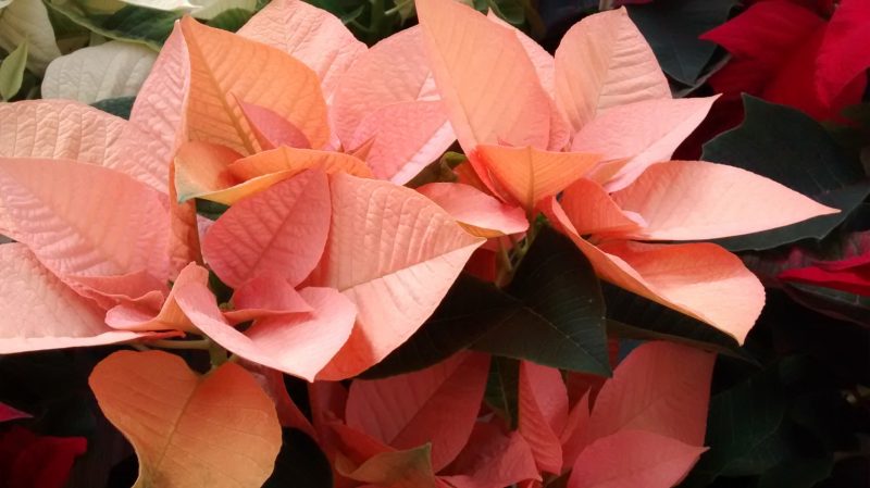 img_20161116_122842592