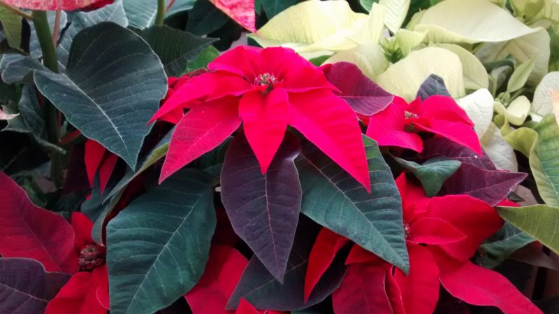 img_20161116_122849839