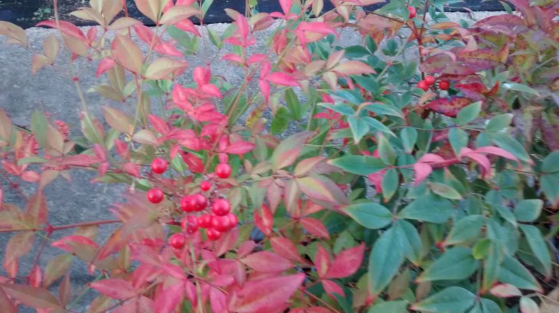 img_20161116_171134645