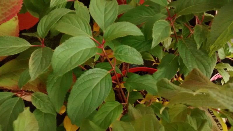 img_20161118_164002500
