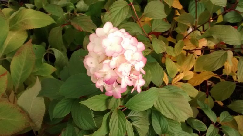 img_20161118_164139332