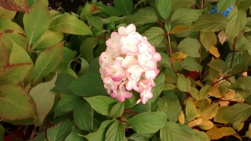 img_20161118_164159695