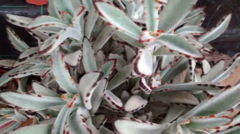 img_20161118_164437502