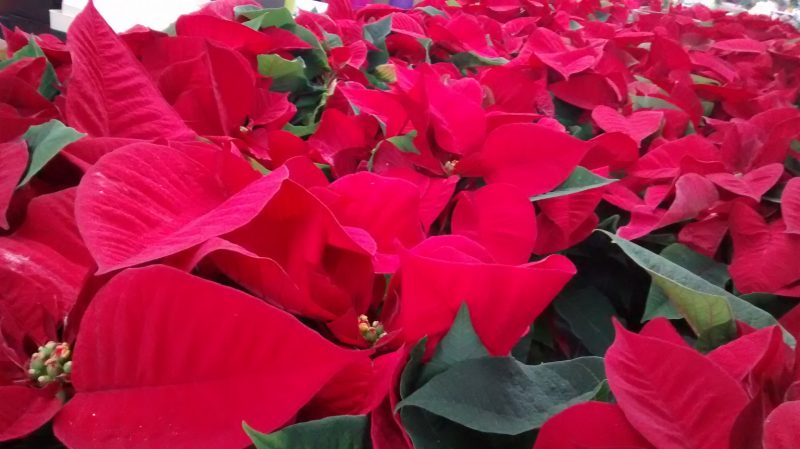img_20161118_164756982
