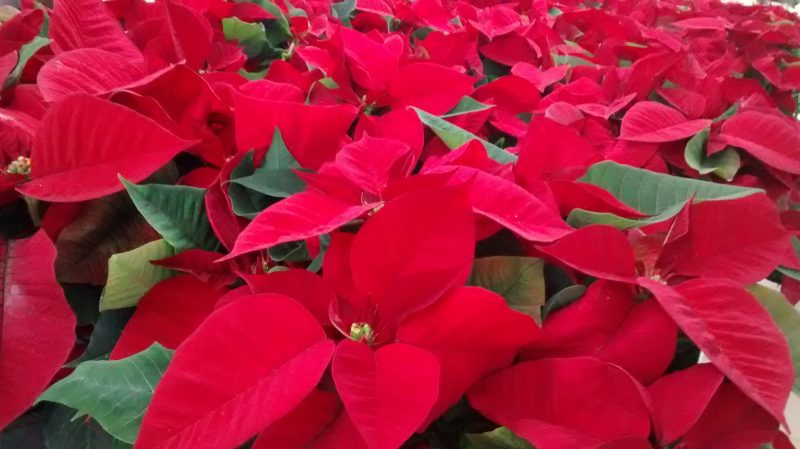 img_20161118_164806000