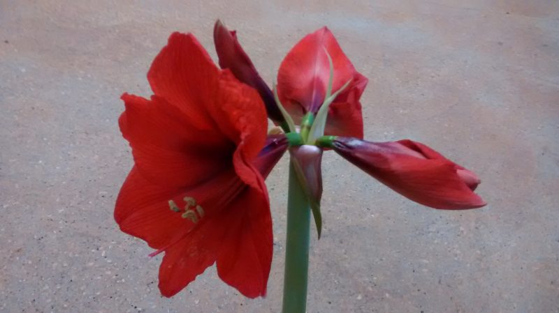 img_20161118_173330697