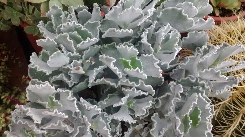 img_20161120_104720907