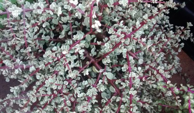 img_20161120_104728410