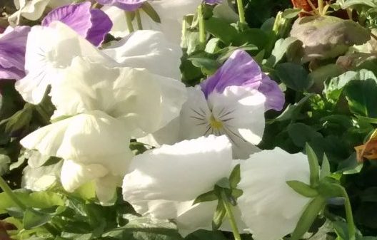 img_20161120_105614879