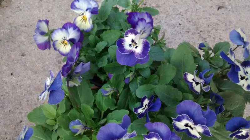img_20161120_110911633