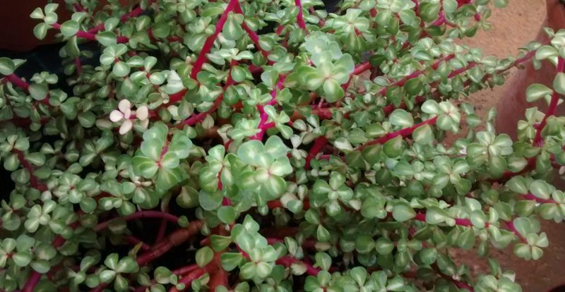 img_20161120_111732163