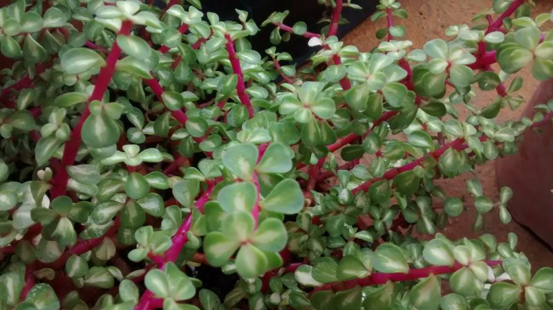 img_20161120_111739517