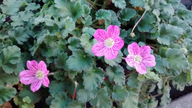 img_20161124_172555362