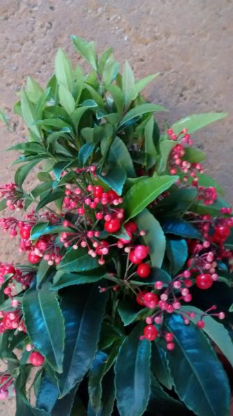 img_20161125_164706362