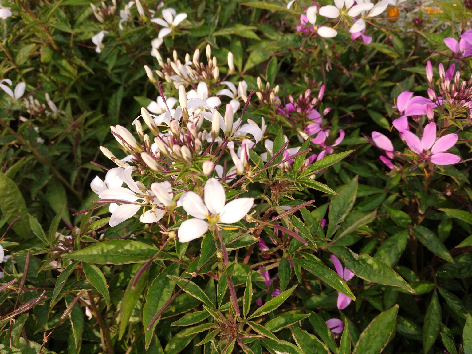 Flor Araña-Cleome-Cleome «Señorita Rosalita» – Para Mi Jardín