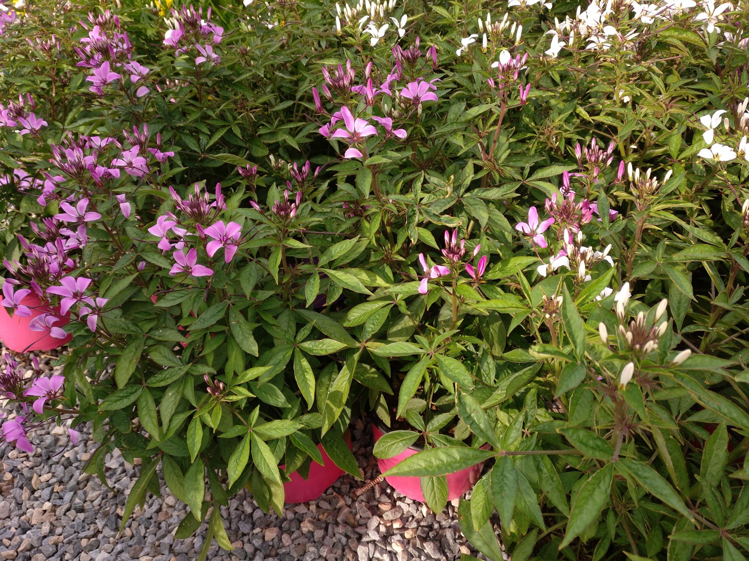Flor Araña-Cleome-Cleome «Señorita Rosalita» – Para Mi Jardín