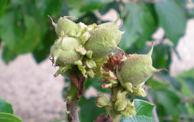 Los estambres rojizos de algunas flores se pueden apreciar todavía en verano.