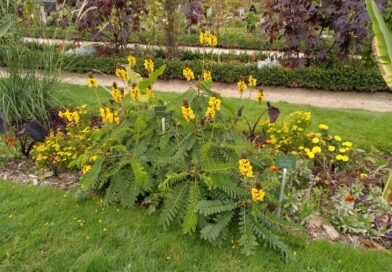 Senna Africana-Senna Didymobotrya