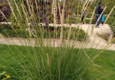 Pennisetum Macrourum