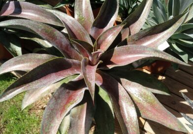 Mangave Mission to Mars-Mangave Mision a Marte