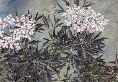 Sambucus Nigra Black Lace