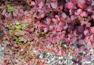 Agradejo Golden Ring-Berberis Golden Ring