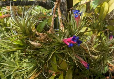 Clavell de aire-Tillandsia Aeranthos