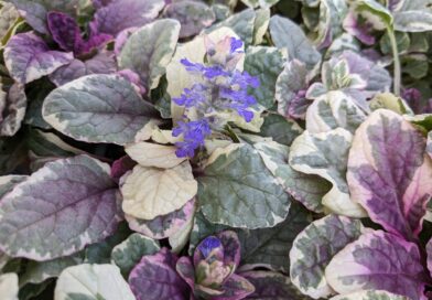 Ajuga reptans Burgundy Glow
