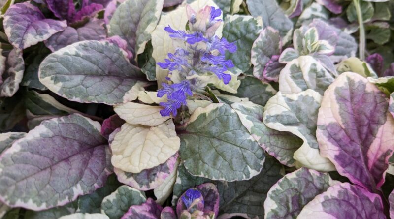 Ajuga reptans Burgundy Glow