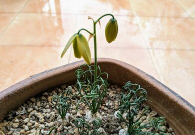 Albuca Espiralada-Albuca Spiralis