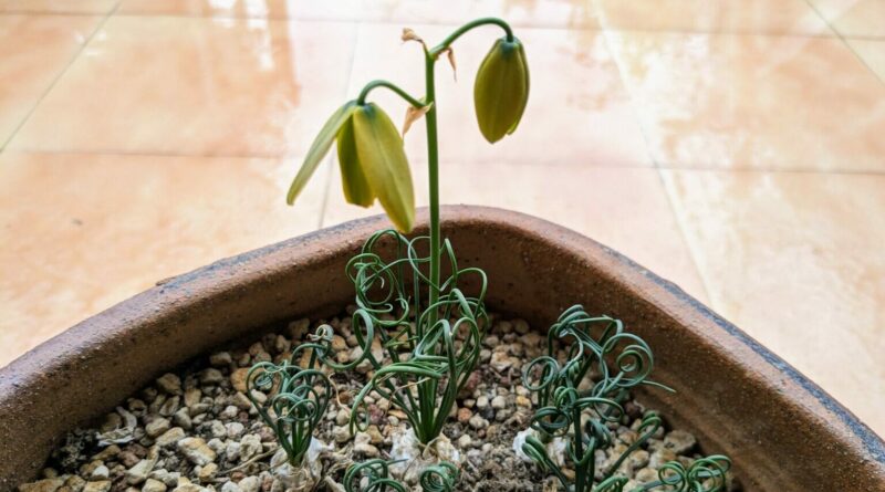 Albuca Espiralada-Albuca Spiralis